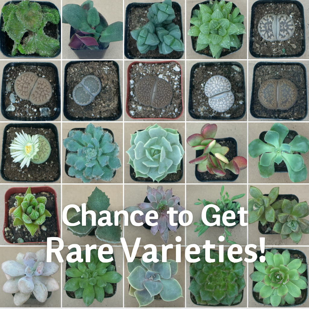 FLASH SALE - Today only 🌵 Succulent Cuttings – 40 Pack Mixed, 20+ Varieties