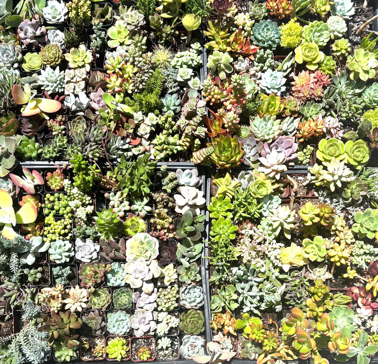 FLASH SALE - Today only 🌵 Succulent Cuttings – 40 Pack Mixed, 20+ Varieties