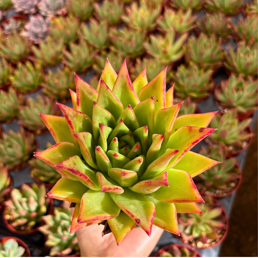 Echeveria Agavoides ‘Red Edge’ Succulent (4-Inch) | Premium Large Live Plant