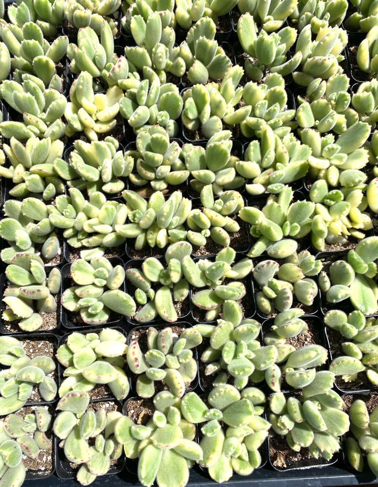 FLASH SALE - Today only 🌵 Succulent Cuttings – 40 Pack Mixed, 20+ Varieties