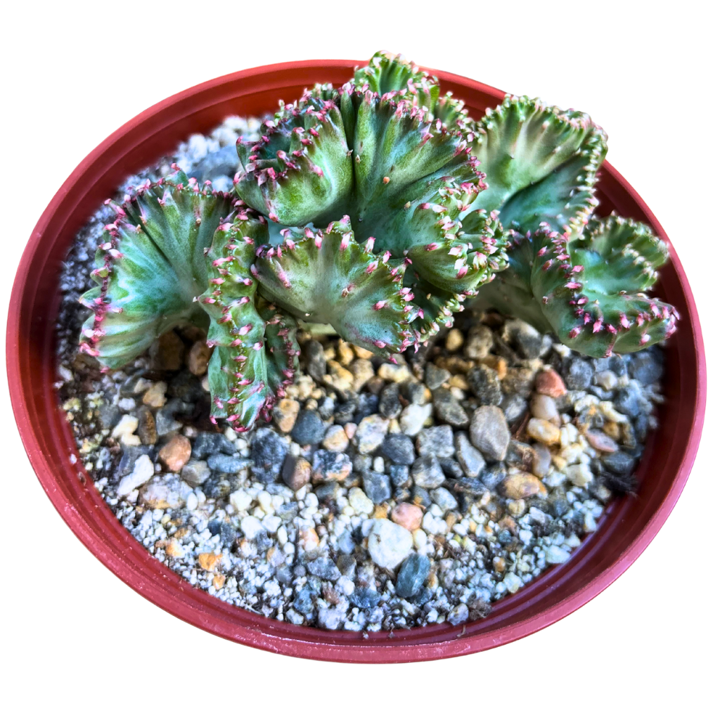Mermaid Tail Cactus Crested Euphorbia Cristata Lactea Coral in Light Pink 6" pot