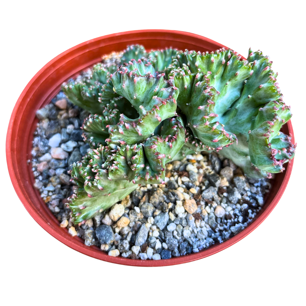 Mermaid Tail Cactus Crested Euphorbia Cristata Lactea Coral in Light Pink 6" pot
