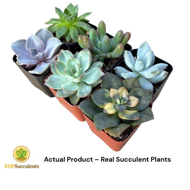 Halloween Succulent Gift Set-6 Live Succulent Plants 🎃 Solar LED Pumpkin Light