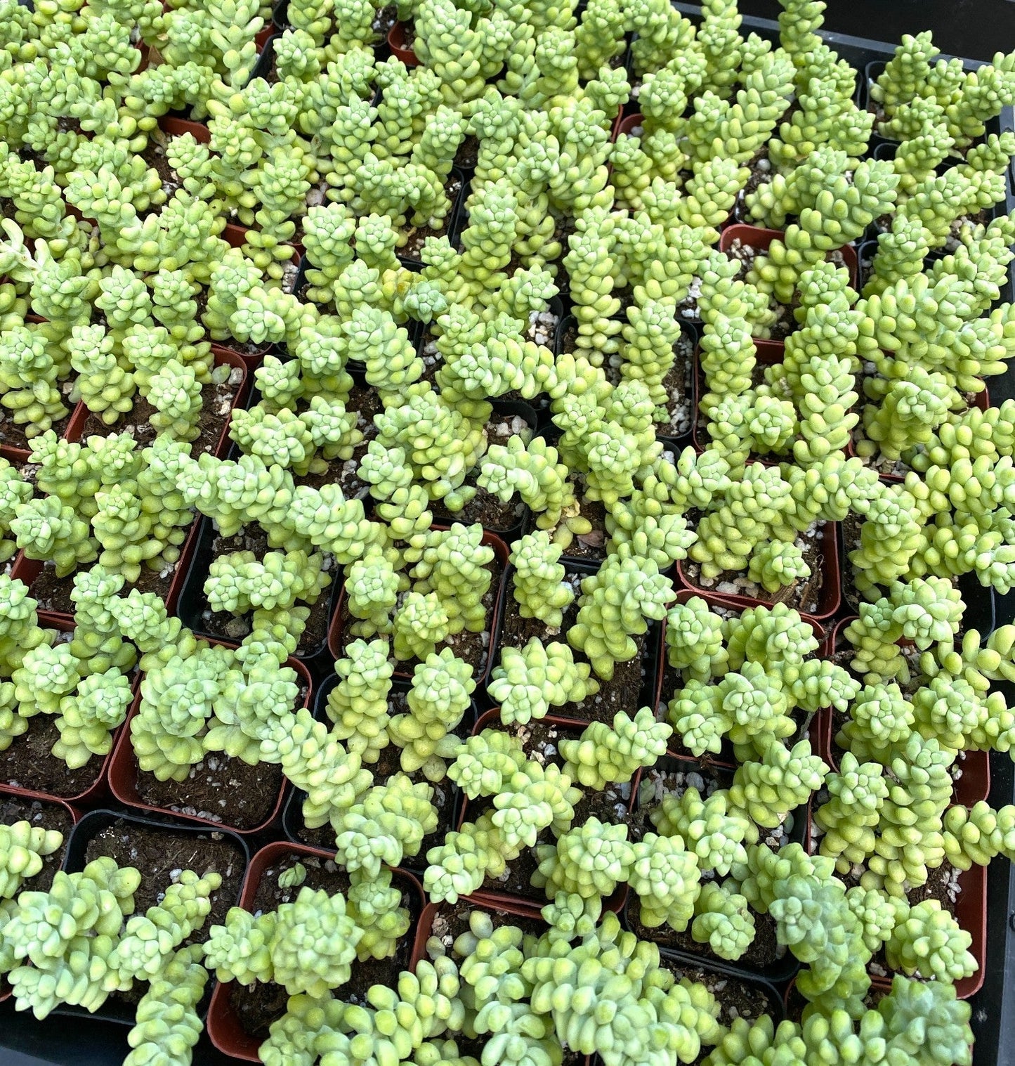 FLASH SALE - Today only 🌵 Succulent Cuttings – 40 Pack Mixed, 20+ Varieties