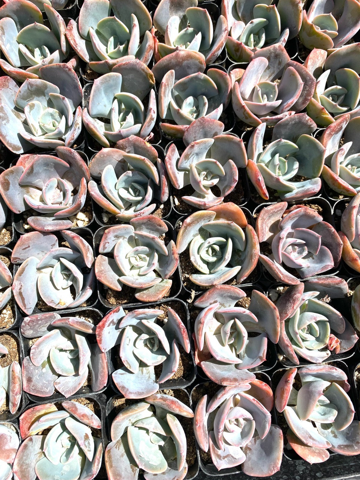 FLASH SALE - Today only 🌵 Succulent Cuttings – 40 Pack Mixed, 20+ Varieties