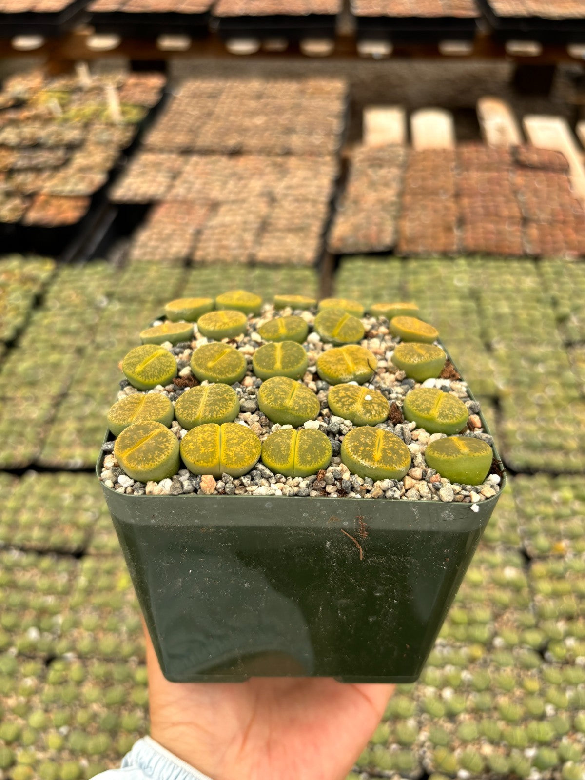 Lithops Succulents Living Stones – 1/3/5/10/25, 0.5–1" Each, Bare Root or Potted
