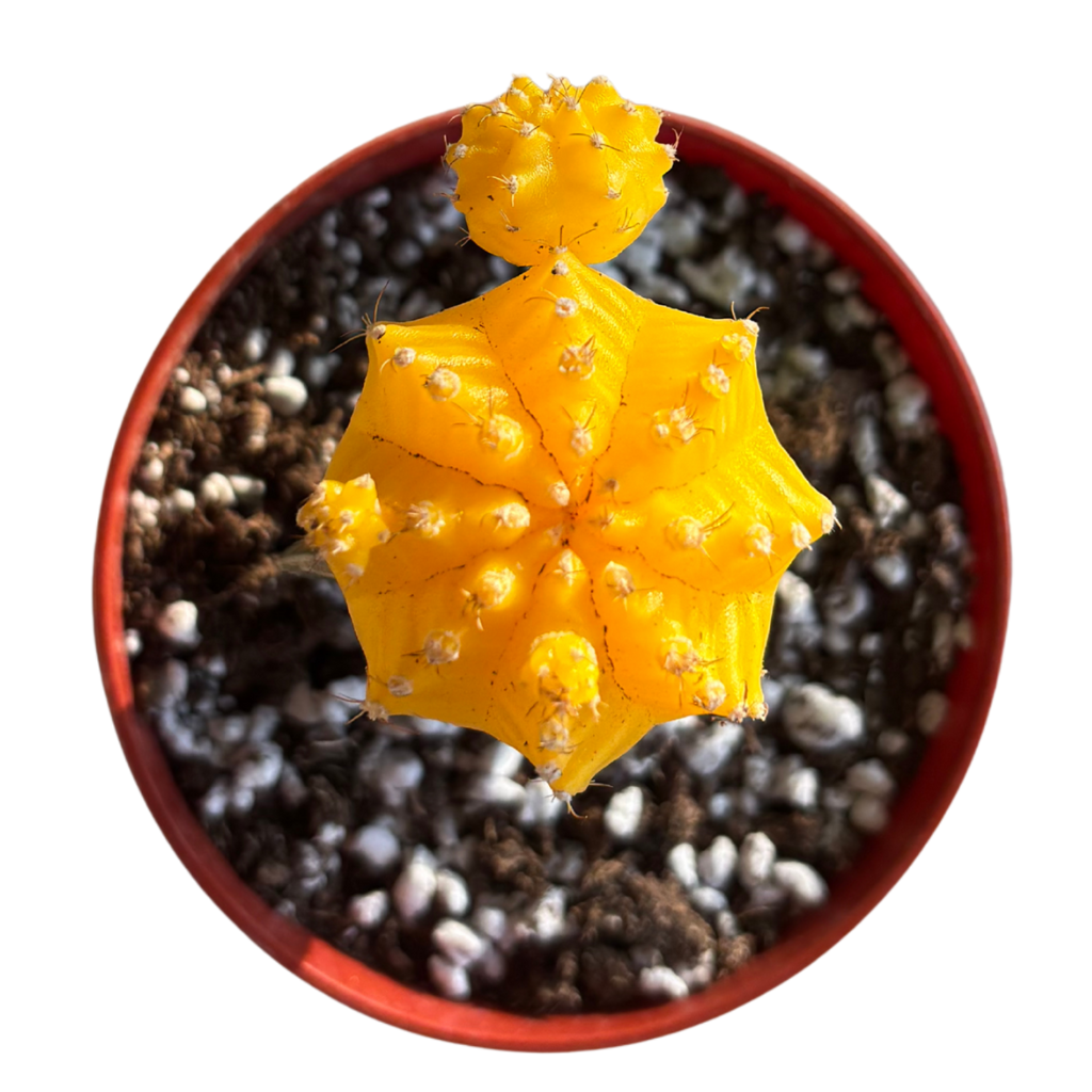 Gynocalycium Mihanovichii ‘Moon Cactus’ –Live Grafted Cactus in 4" Pot