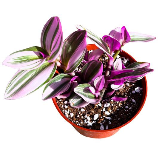 Tradescantia Nanouk Pink Houseplants Live Potted Houseplants - 6" Pot
